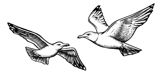 Wall Mural - seagull fly engraving black and white outline