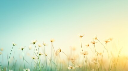 Wall Mural - sunlight gently illuminates a field of wildflowers under a clear blue sky during early morning hours