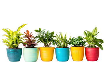Wall Mural - Plants in colorful pots, brightening up living spaces with vibrant hues, isolated on transparent and white background.PNG image	
