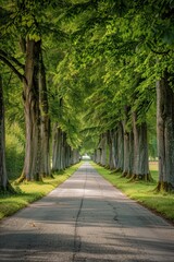  A road lined with trees on both sides
