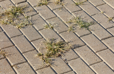 A brick walkway with weeds growing out of the cracks