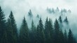 © phy - A serene natural background featuring tall trees and a misty landscape, perfect for layering.