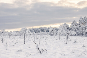 Sticker - Cold wintry bog with frosty pines in the landscape