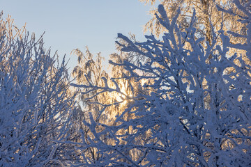 Wall Mural - Frosty and snowy trees in a forest with sun rays through the tree branches