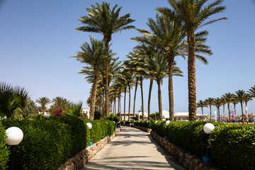 There is a beautiful row of palm trees stretching alongside a path in a park