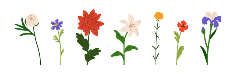 Flowers set. Floral branches, botanical natural elements collection. Rose, lily, iris, blooming stems, spring and summer blossoms, garden plants. Flat vector illustration isolated on white background