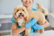 © Studio Romantic - Cropped shot of cheerful smiling female veterinary nurse gently hugging maltipoo dog standing on table during medical checkup at veterinary clinic. Careful attentive woman creating caring atmosphere.