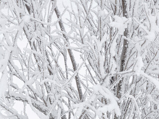 Wall Mural - snow and rime ice on the branches of bushes. beautiful winter background with twigs covered with hoa