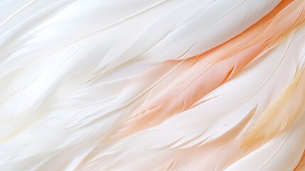 Poster - soft feathers blend in shades of white and peach, creating a delicate texture that captivates the ey