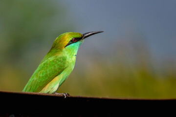 green bee eater