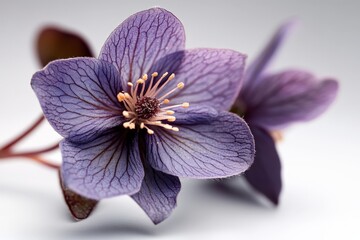 Canvas Print - Beautiful close-up of delicate purple flower with intricate petal details and soft lighting