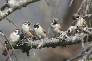 Wall Mural - eurasian tree sparrow in a field