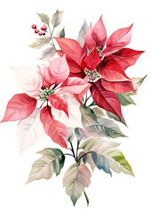 Wall Mural - Watercolor red poinsettia flowers bouquet on white  background