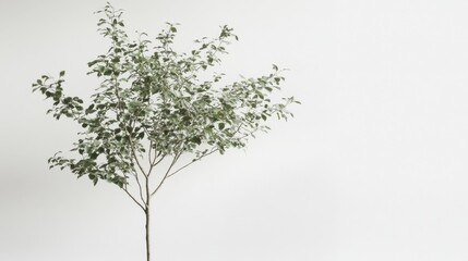 Wall Mural - Small green tree with delicate leaves standing against a plain white background, creating a serene atmosphere