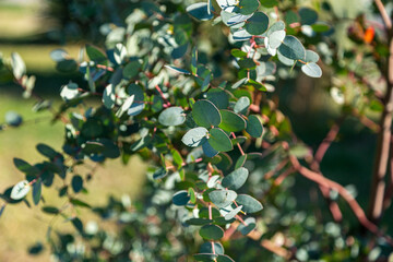 Wall Mural - eucalyptus hunni grows in the garden