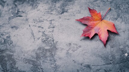Poster - Textured maple autumn leaf on gray cement background minimalist design ideal for fall invitations and seasonal decor concepts