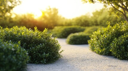 Poster - Peaceful golden hour landscape featuring lush green shrubs and natural light illuminating a serene path in nature.