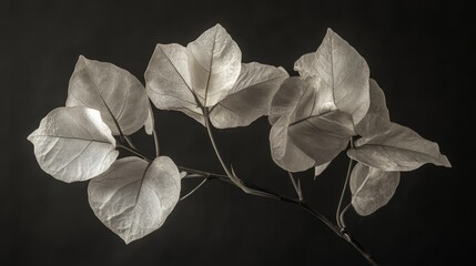 Poster - Bougainvillea glabra leaves in monochrome showcasing intricate textures and details against a dark background for botanical art and design.
