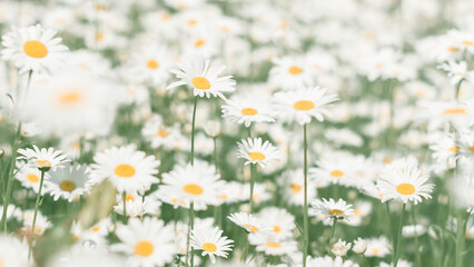 Wall Mural - pastel color chamomile field close up, spring beautiful floral art background, selective focus