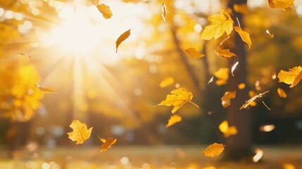 Poster - Golden autumn sun illuminating falling leaves in a vibrant park landscape with yellow trees and colorful foliage in soft sunlight