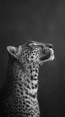 Poster - A black-and-white portrait of a leopard gazing upward, highlighting its striking features.