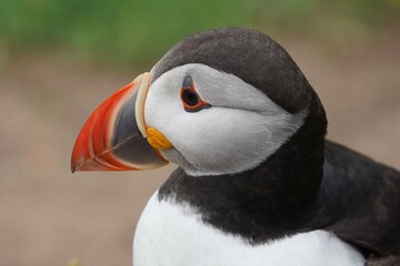 Wall Mural - Puffin