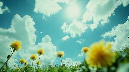 A photograph of dandelions growing in the grass, with a blue sky and the sun shining brightly