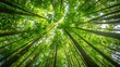 © growth - dense ancient forest with towering trees and lush greenery, showcasing a thick canopy with sunlight filtering through the foliage, creating a timeless and enchanting woodland scene