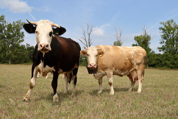 Wall Mural - Grazing cow.