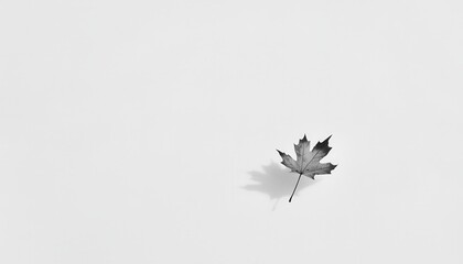 Poster - Elegant Minimalist Composition Featuring a Single Leaf on a Vast White Background