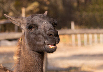 Close up of a llama,  with funny head