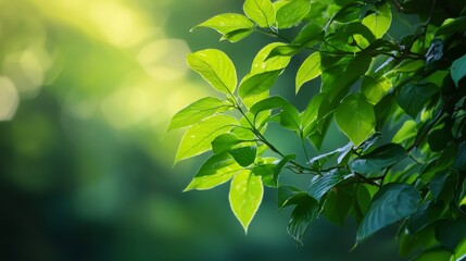 Wall Mural - close-up of vibrant green leaves with sunlight filtering through