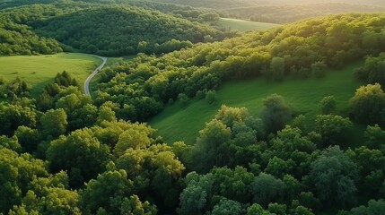 Wall Mural - lush green landscape at sunset with winding path through the forest in a serene countryside setting