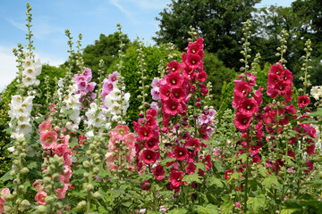 Wall Mural - Red Alcea rosea, or hollyhock, in flower.