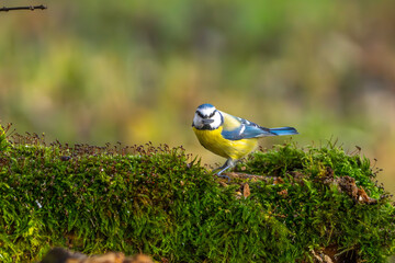 Blaumeise im Herbst auf einem Ast / Vogel