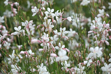 Wall Mural - White Oenothera lindheimeri, or gaura beeblossom ‘Whirling Butterflies’ in flower.