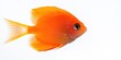 © Andrii Zastrozhnov - A small orange fish is swimming in a tank. The fish is the only thing in the image