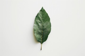 Fototapete - Leaf resting on a plain surface highlighting intricate veins and textures in natural light captured indoors