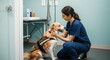 © Konstiantyn Zap - Female veterinarian caring for a happy dog in a veterinary clinic