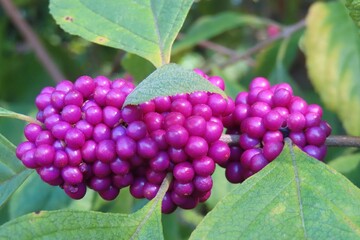 Wall Mural - Callicarpa berries on the bush in Florida nature, closeup