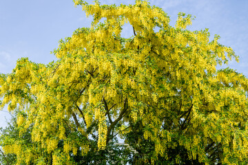 laburnum (laburnum anagyroides) flowers in bloom