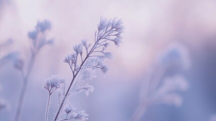 Poster - Frost Covered Winter Plant Stems In Soft Light