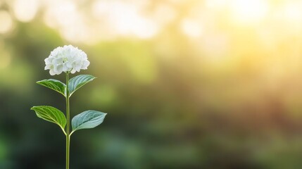 Leinwandbilder - A blooming white hydrangea stands vibrant against a soft bokeh backdrop, perfect for adding text or design elements on the left side