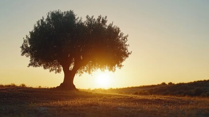 Fototapete - A single olive tree stands tall as the sun sets behind it, illuminating the sky with golden hues that reflect off its bark and leaves, creating a tranquil atmosphere