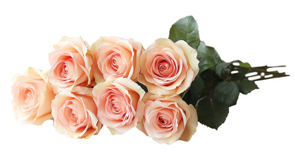 Poster - A beautiful arrangement of seven soft pink roses sits gracefully, complemented by green leaves. The delicate blossoms exhibit a gentle hue, perfect for adding charm to any occasion or decoration.