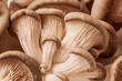 © svetlanais - Close-up of fresh oyster mushrooms with detailed gills close-up