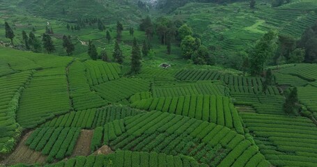 Canvas Print - Aerial footage of woman picking tea  leaves at tea farm landscape in China