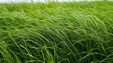 Poster - Lush Green Field of Grass Gently Blowing with Bright Daylight : Generative AI