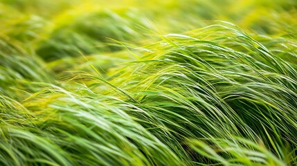 Aufkleber - Vibrant Green Grass Blowing in the Wind Capturing the Essence of a Breezy Day : Generative AI