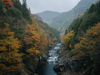 Wall Mural - dramatic view of many red maple leaves and flowing water in a forest in autumn or fall, tomisato val